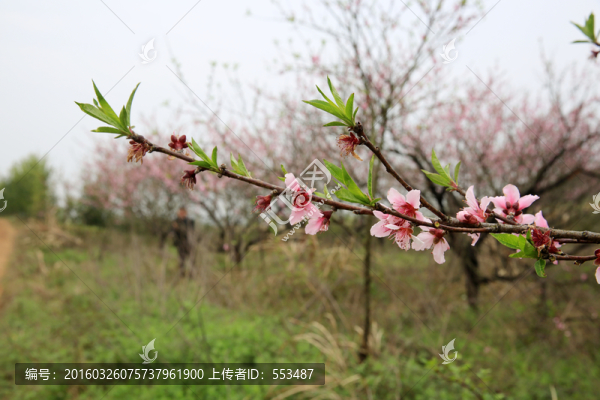 桃花
