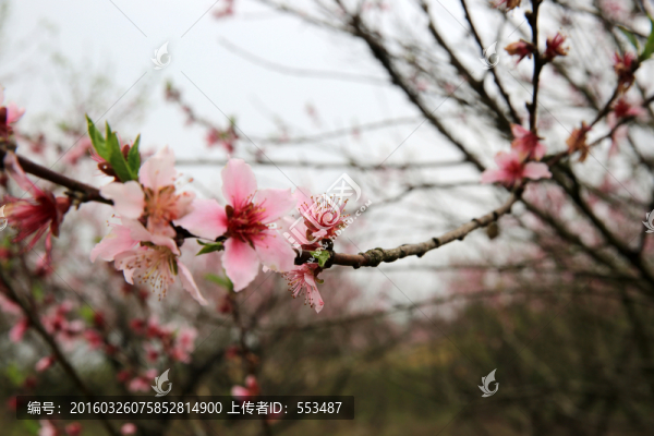 桃花,桃樹,枝條