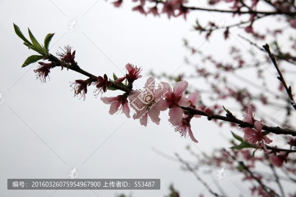 桃花