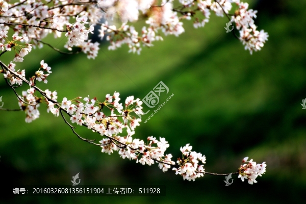 櫻花