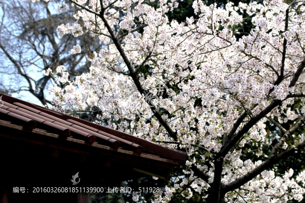 櫻花