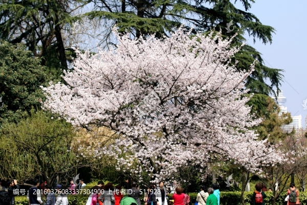 玄武湖櫻花