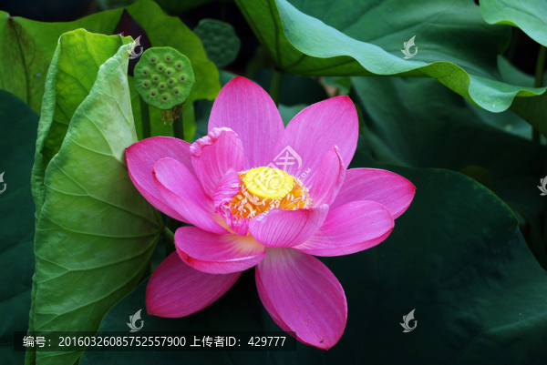 荷花,荷葉,植物,花卉,園藝