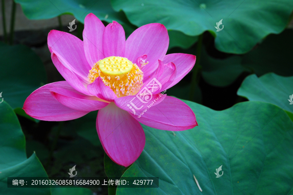 荷花,荷葉,植物,花卉,園藝