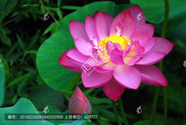 荷花,荷葉,花卉,園藝
