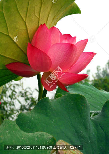 荷花,荷葉,植物,花卉,園藝