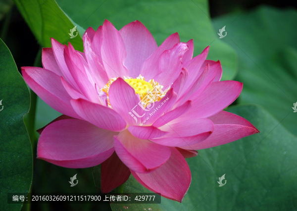 荷花,荷葉,植物,花卉,園藝
