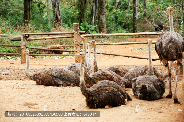 鴕鳥(niǎo),動(dòng)物園