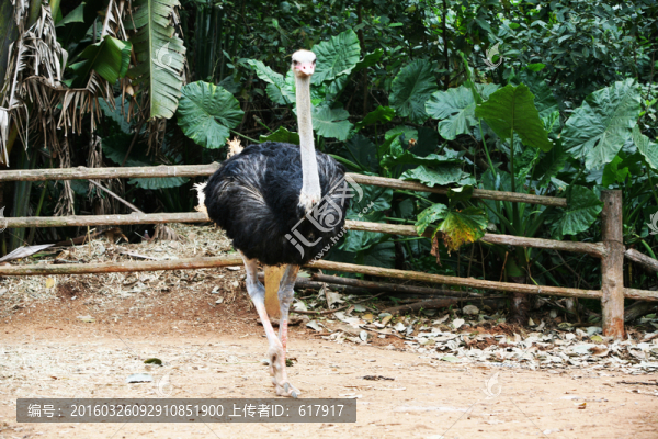 鴕鳥(niǎo)