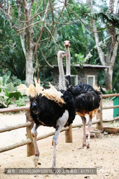 鴕鳥,動物園