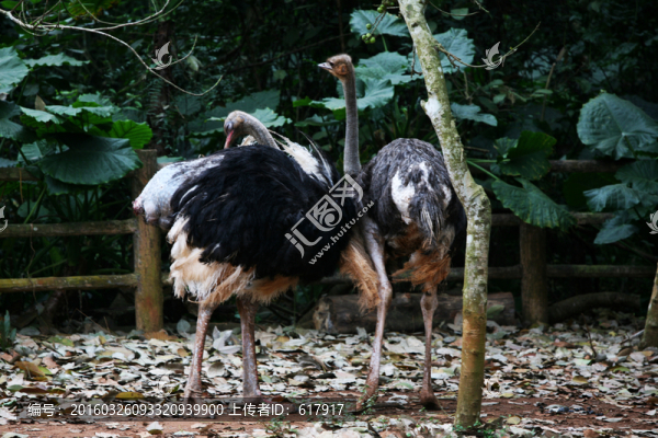 鴕鳥,動物園