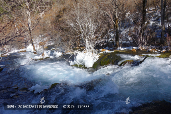 原始森林,溪流,結(jié)冰,枯樹(shù)