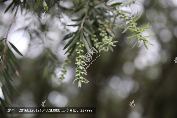 紅千層花蕾