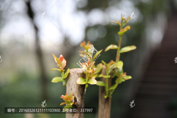 老枝新芽