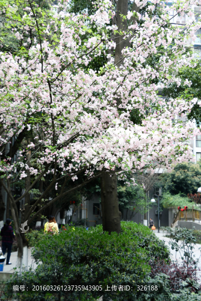 櫻花