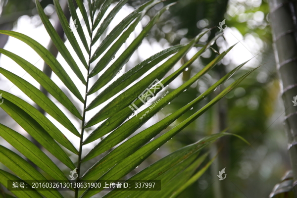 帶露珠的檳榔葉