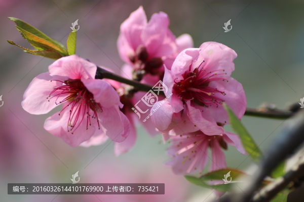 桃花