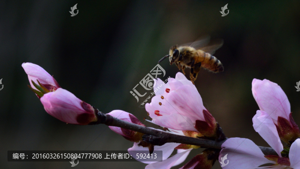 蜜蜂在桃花里飛舞六