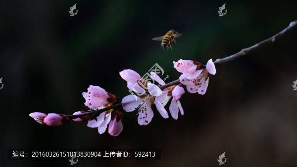 蜜蜂在桃花里飛舞九