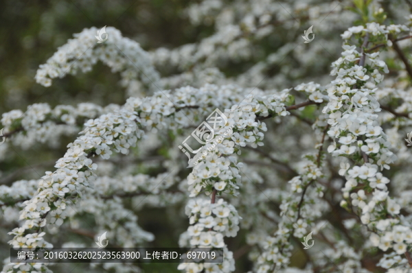 噴雪花
