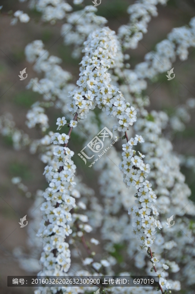 噴雪花