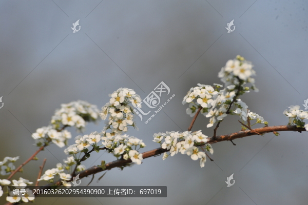 噴雪花