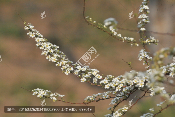 噴雪花