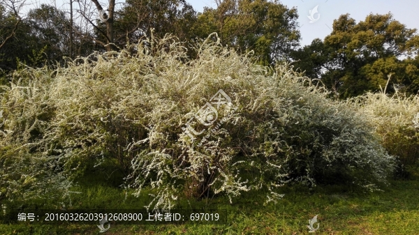 噴雪花