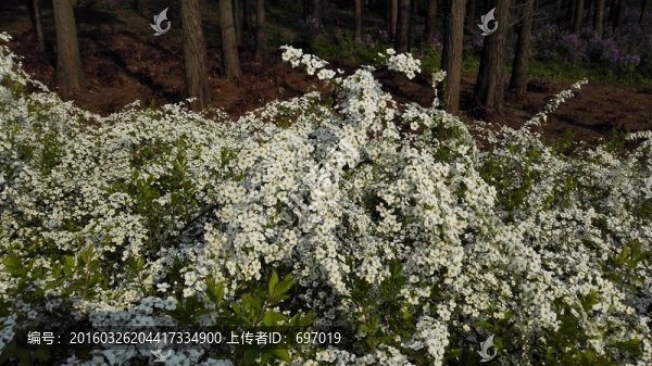 噴雪花雪白如雪花