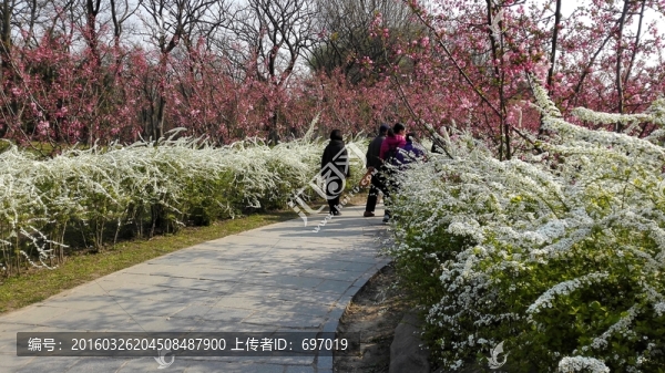 噴雪花雪白如雪花