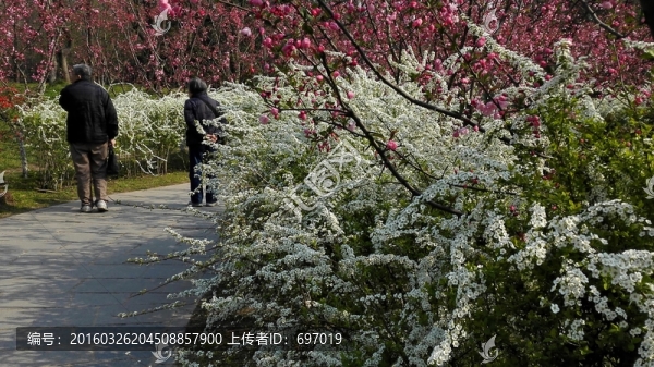 噴雪花雪白如雪花