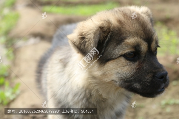 小狗