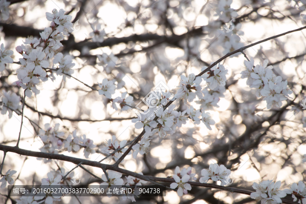 櫻花-匯圖網(wǎng) www.fosd68.com 櫻花