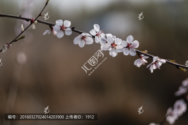 杏花