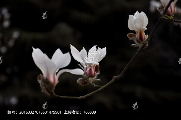 玉蘭