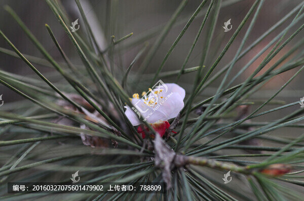 殘花