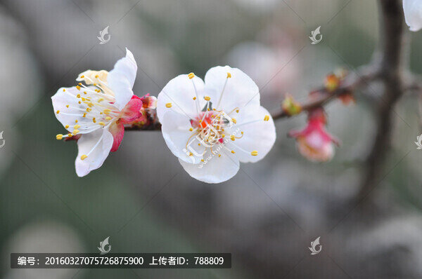 杏花