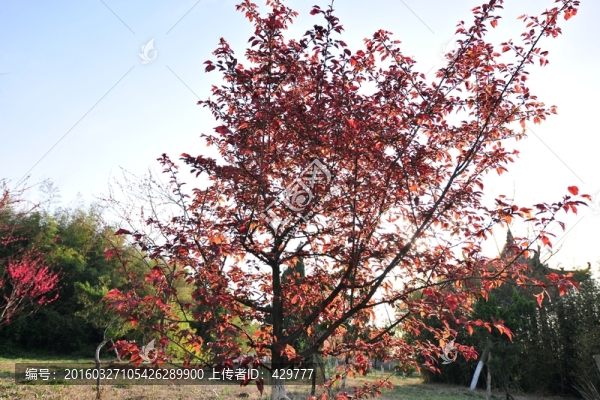 紅葉,紅樹葉