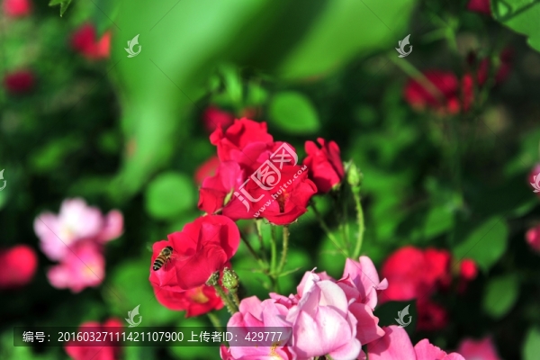月季花