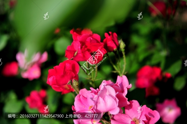 月季花