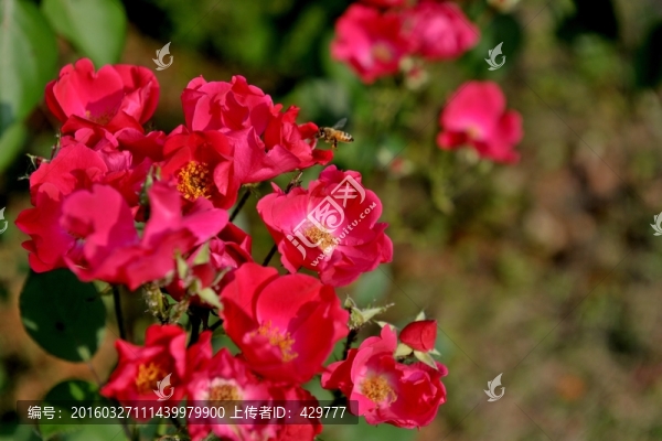 月季花
