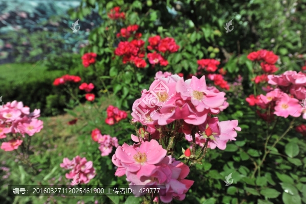 月季花