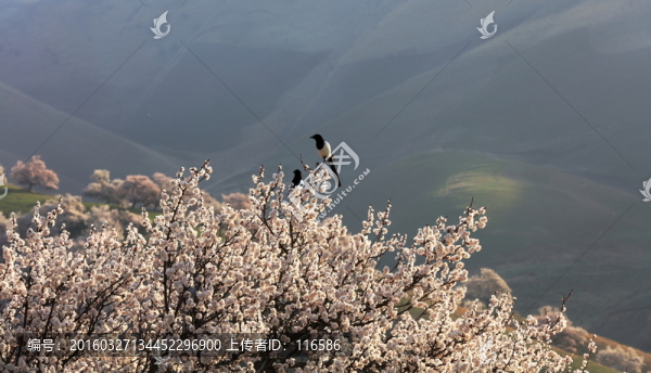 杏花溝