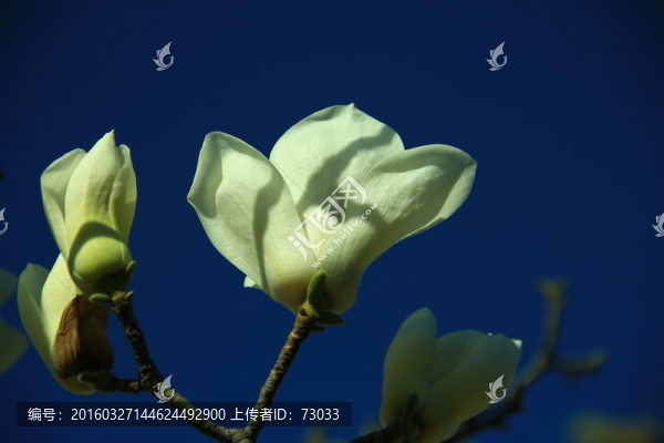 玉蘭