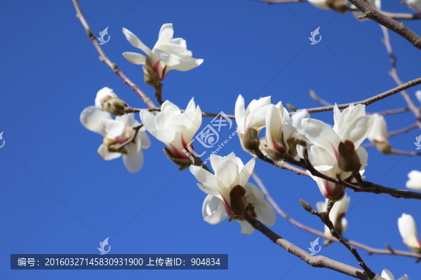 玉蘭花枝