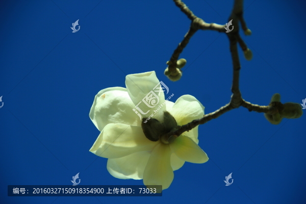 玉蘭