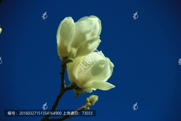 玉蘭花