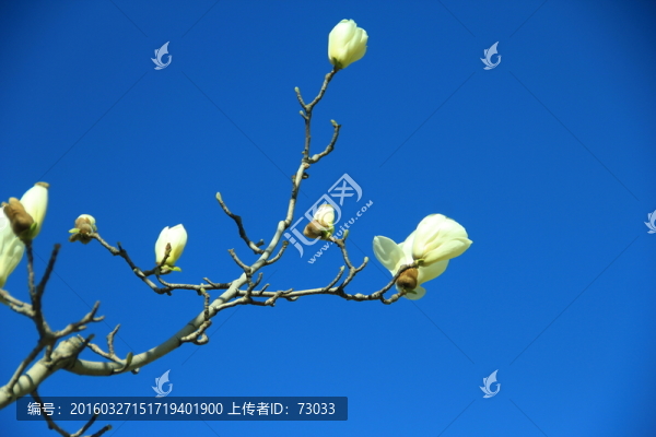 玉蘭