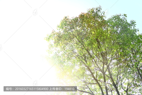 大樹樹干