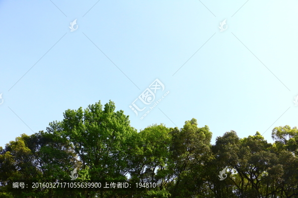 叢林,天空